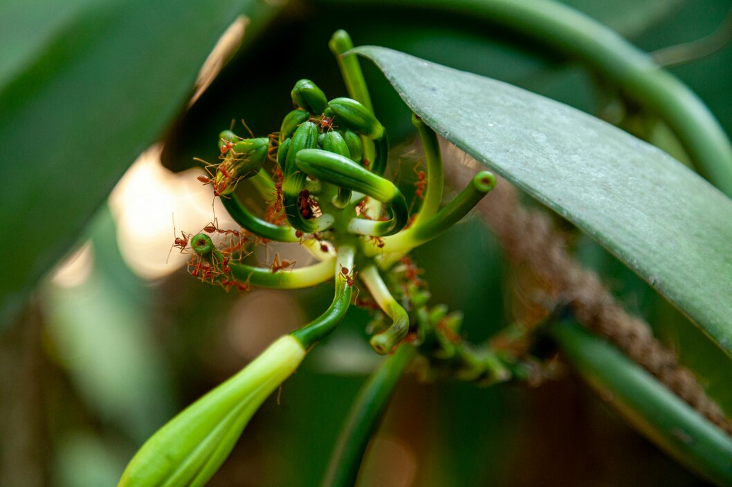 Plantaciones de vainilla en un entorno agrícola tropical