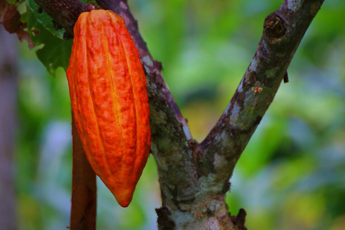 Cosecha de granos de cacao secos listos para exportación
